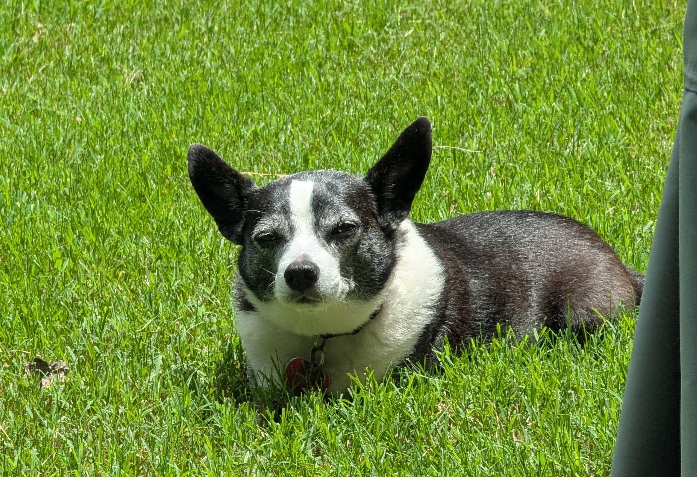 How does Sun affect your pet?