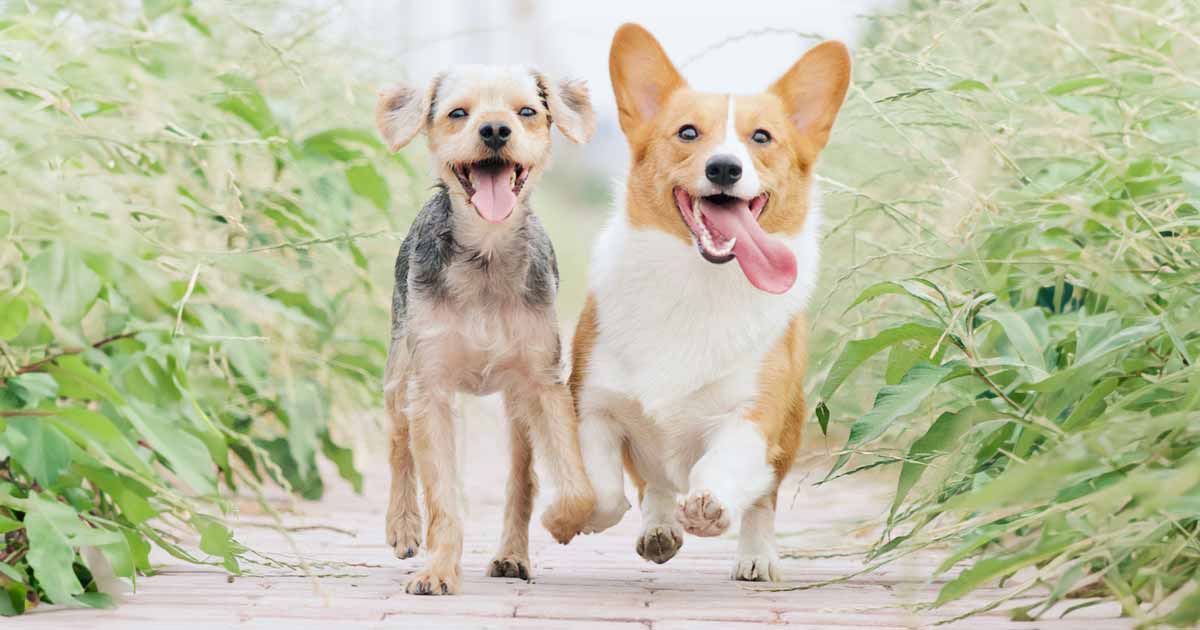 Adopt two happy dogs running.